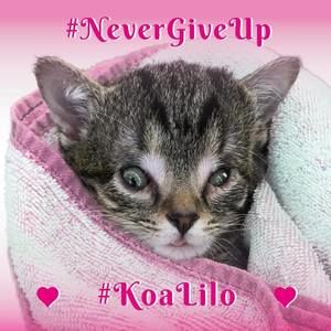 Meet your Posher, Millie